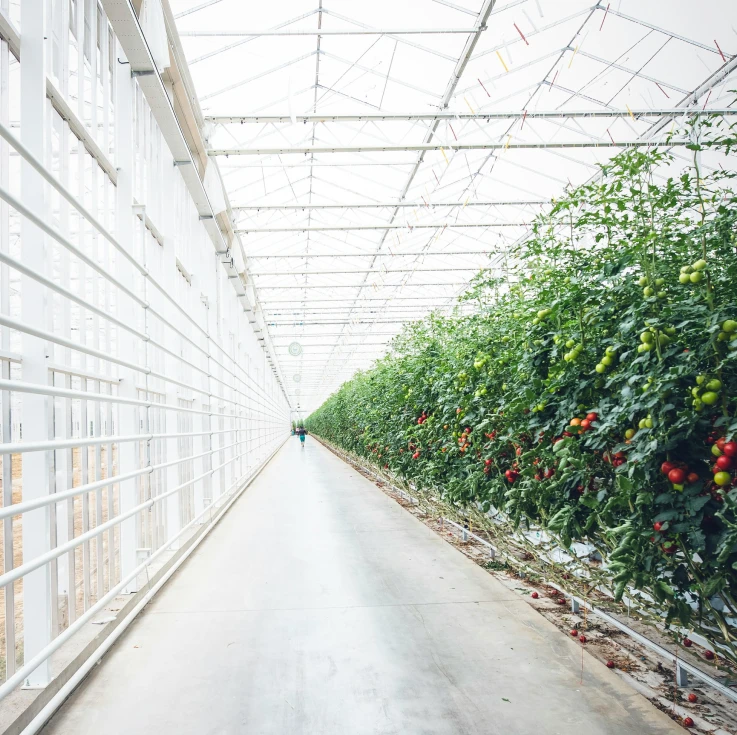 Interior de estufa agrícola moderna com plantas verdes